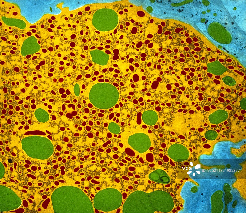 肝细胞，TEM图片素材