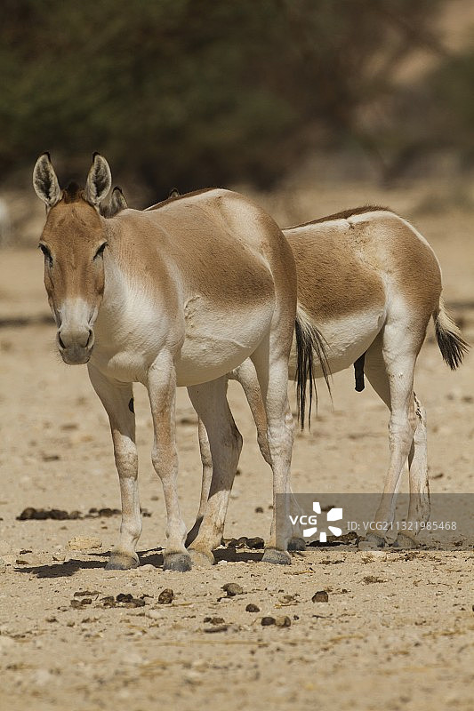 亚洲野驴图片素材