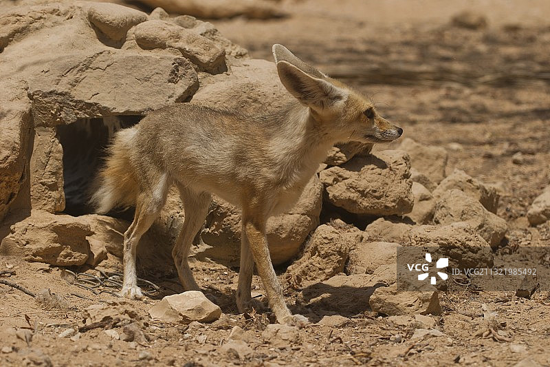 耳廓狐图片素材