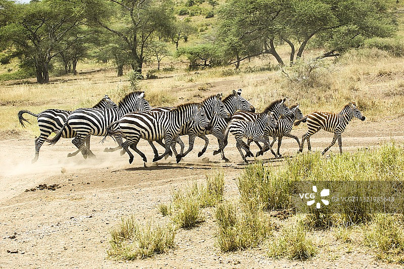 泥地里的斑马图片素材