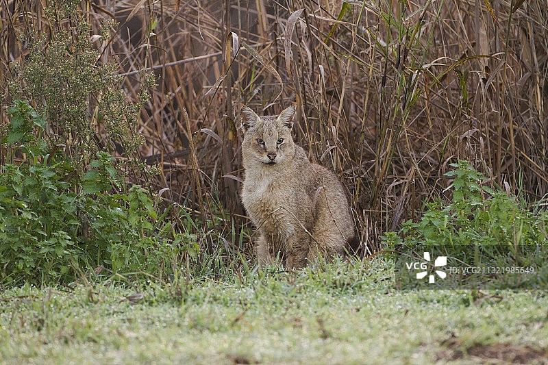 野外环境下的丛林猫（Felis chaus）图片素材