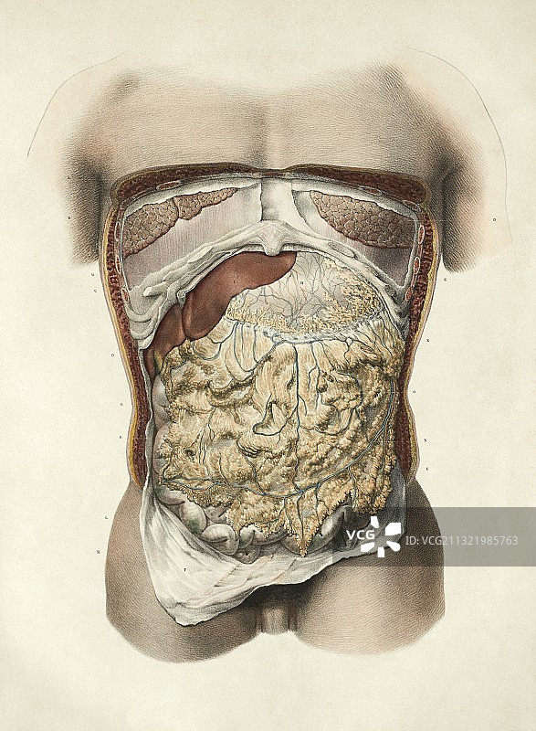 1839年腹部解剖结构图图片素材