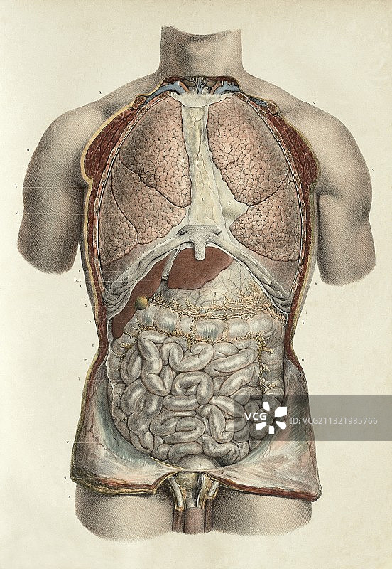 胸腔和腹部，1839年艺术作品图片素材