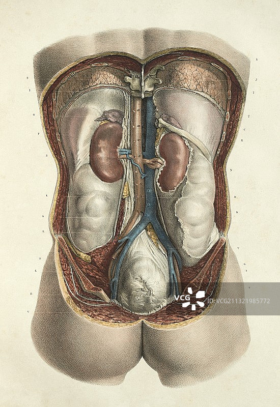 1839年肾脏艺术作品图片素材