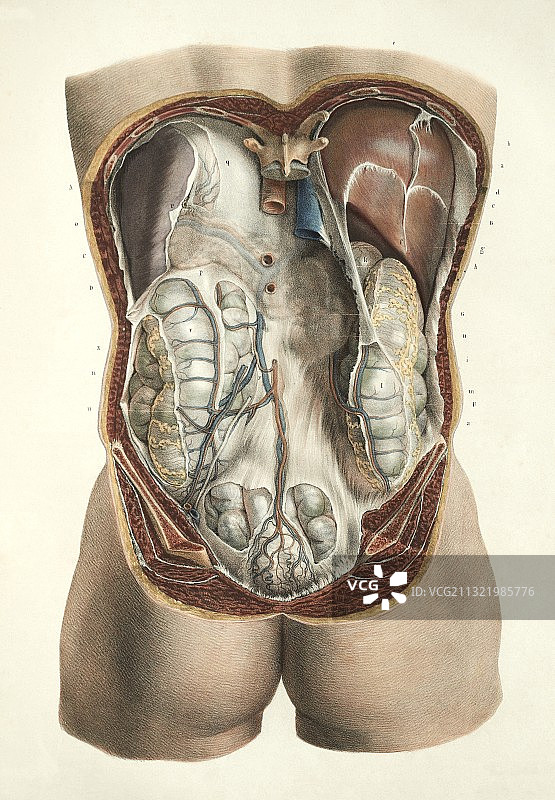 1839年腹部解剖结构图图片素材