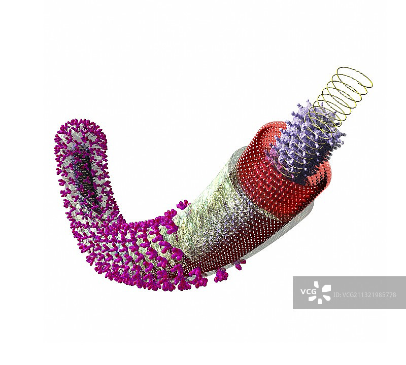 埃博拉病毒颗粒，艺术作品图片素材