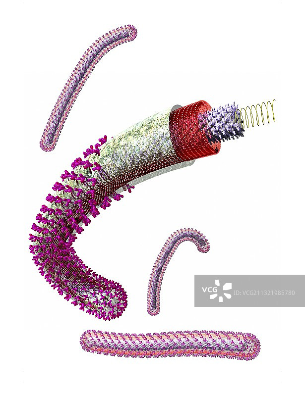 埃博拉病毒颗粒艺术图图片素材