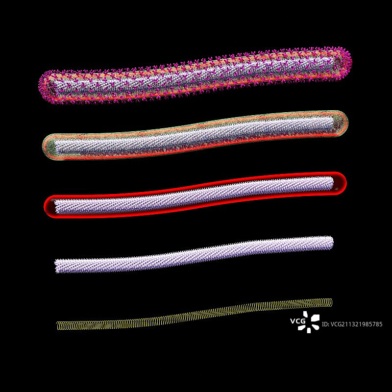 埃博拉病毒结构艺术作品图片素材