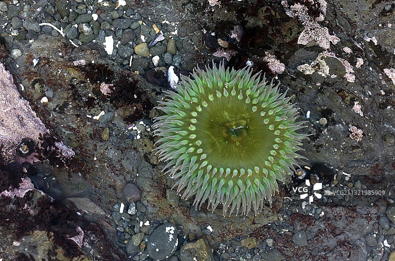 岩石水池中的巨型绿色海葵图片素材