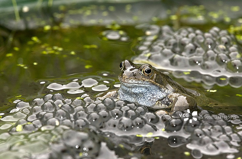 普通青蛙和蛙卵图片素材