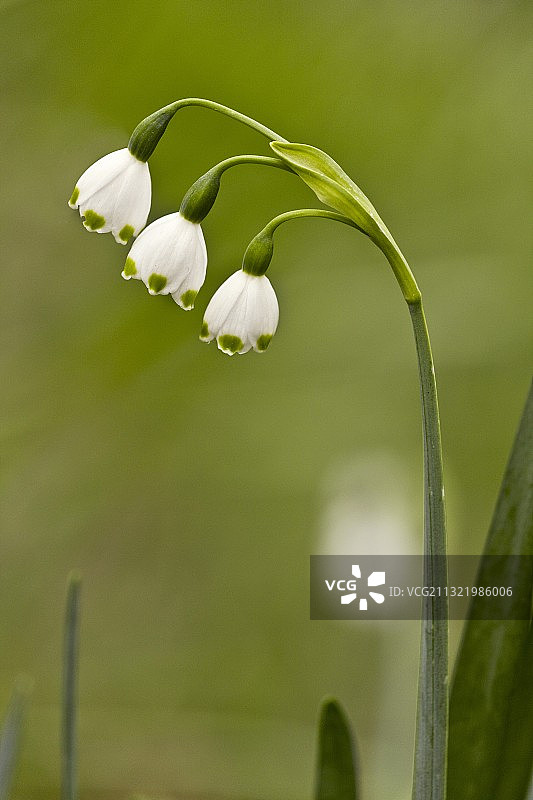 美丽夏雪片莲图片素材