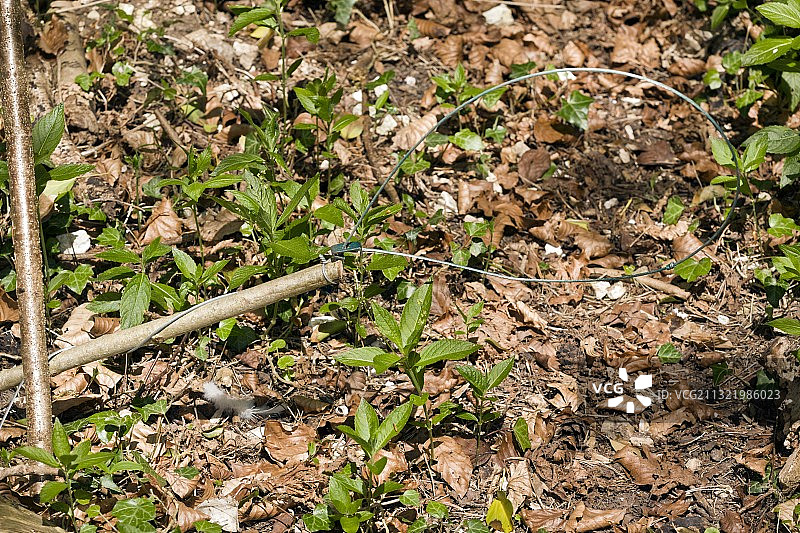 套索陷阱图片素材