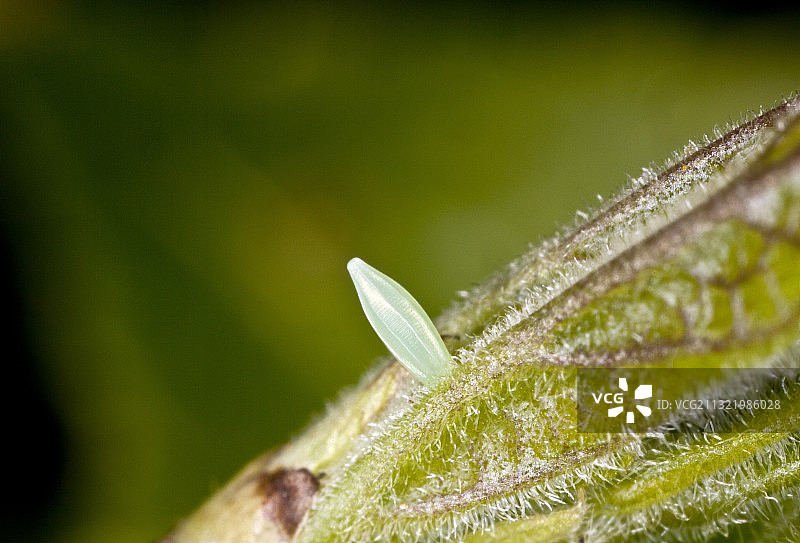 硫磺凤蝶在鼠李上的卵图片素材