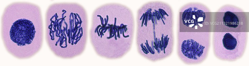 植物细胞有丝分裂显微照片图片素材
