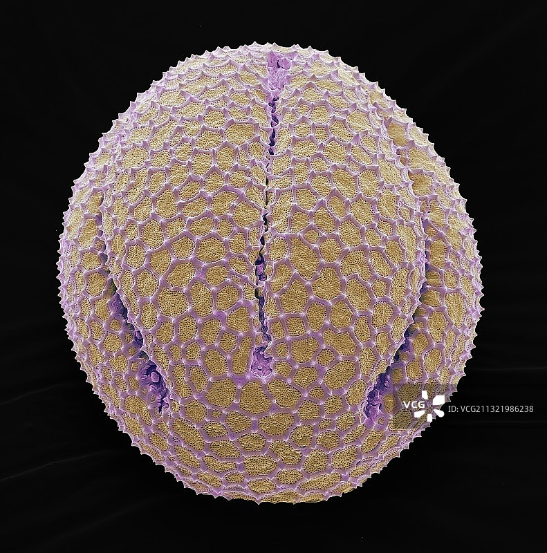加州罂粟花粉粒扫描电镜图图片素材