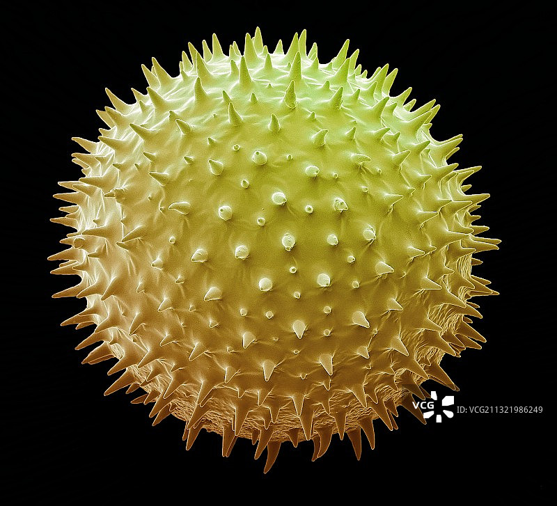 锦葵花粉粒扫描电镜图图片素材