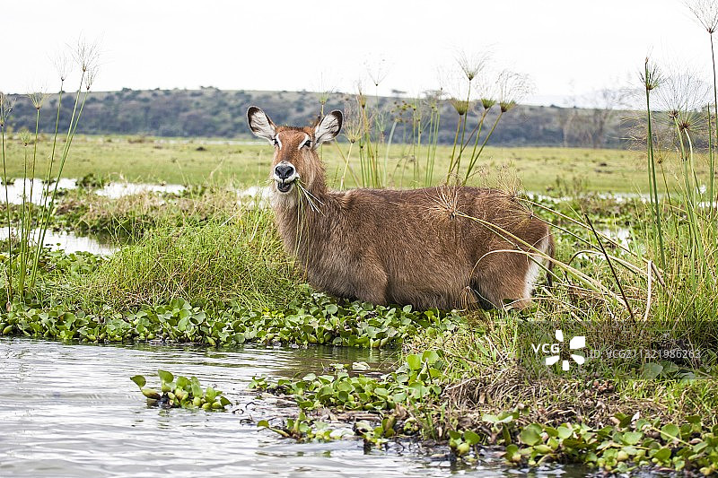 椭圆水羚图片素材