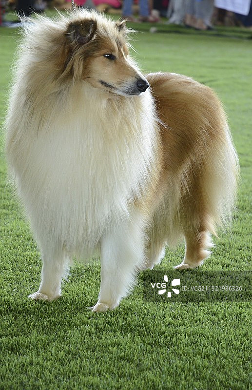 粗毛牧羊犬图片素材