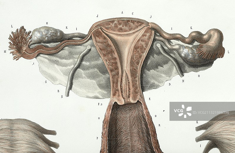 女性生殖系统，1839年艺术作品图片素材