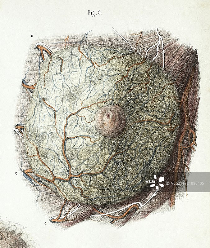 女性乳房解剖结构，1839年画作图片素材
