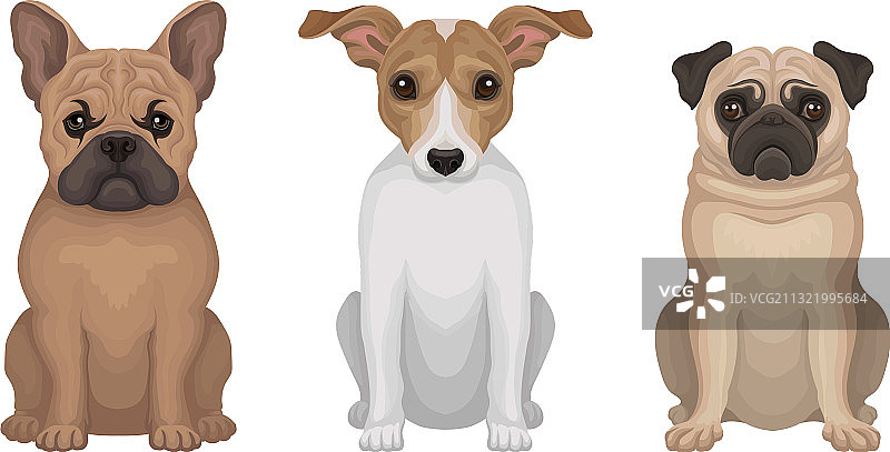 后腿坐着的纯种犬合集图片素材