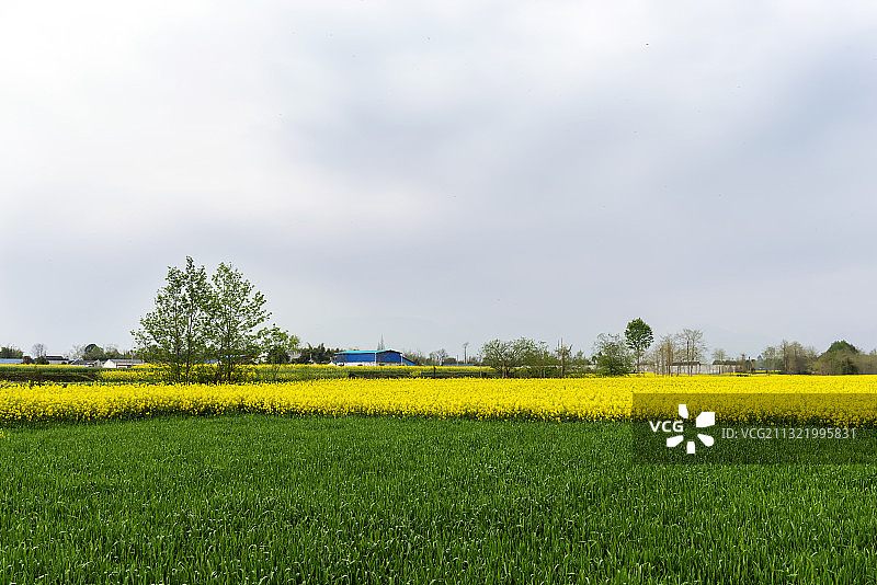 四川绵阳安州区春天油菜花田图片素材