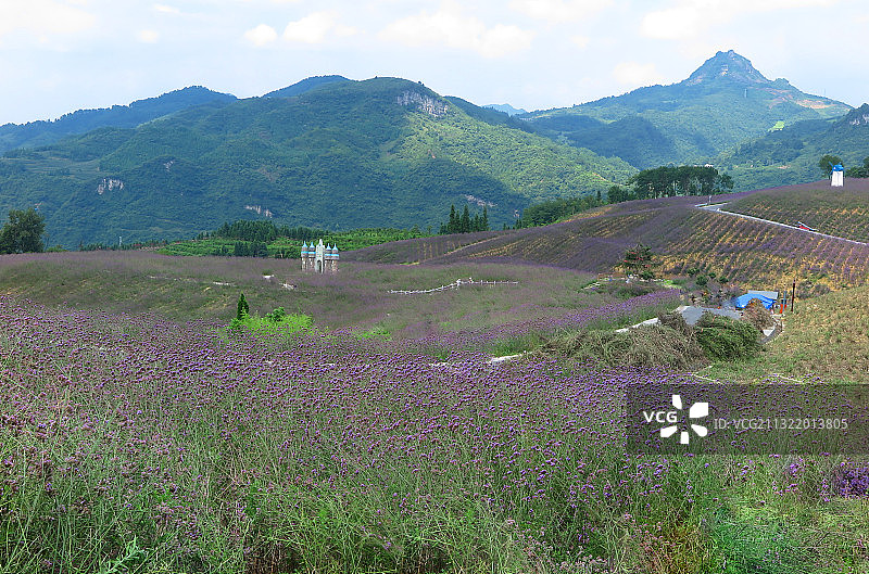 IMG_9631贵州遵义桐梓县的薰衣苑2016.7S图片素材