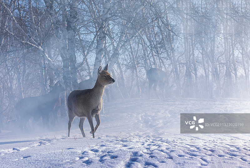 雪域精灵--鹿图片素材