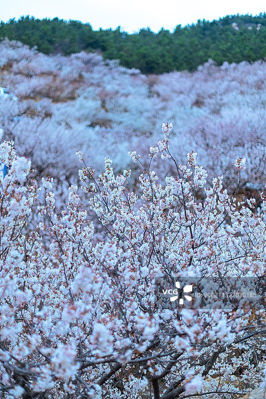 春天的气息图片素材