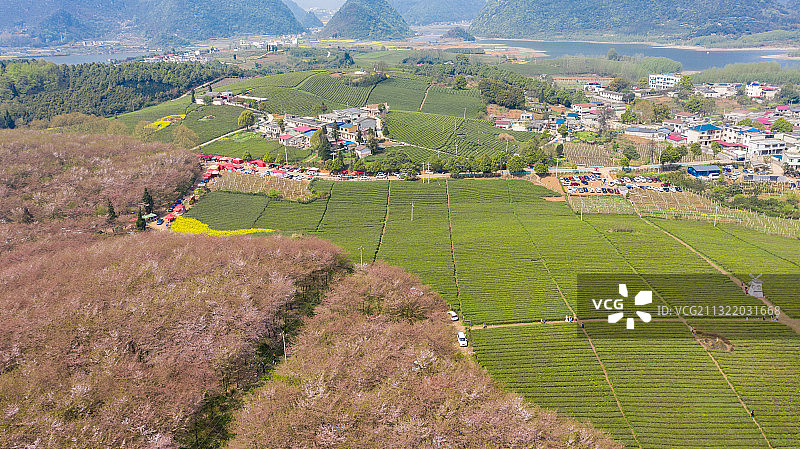 贵州平坝万亩樱花园风光图片素材