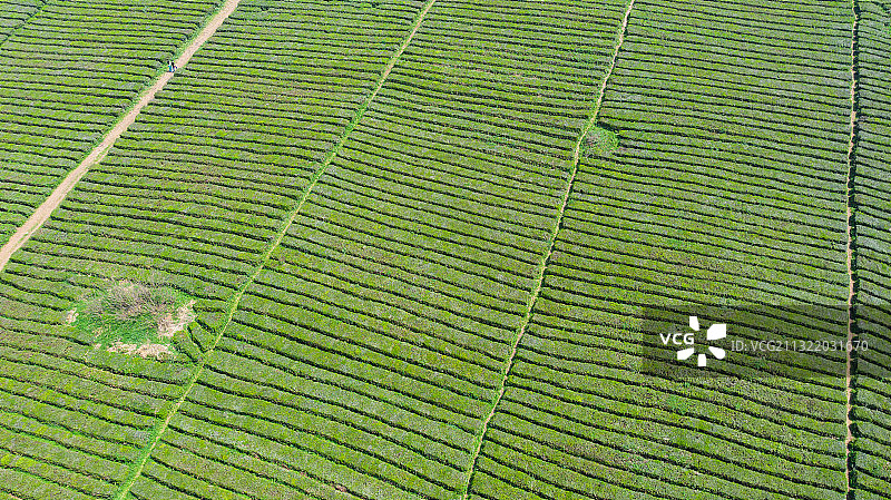 春季自然风光茶园航拍图片素材