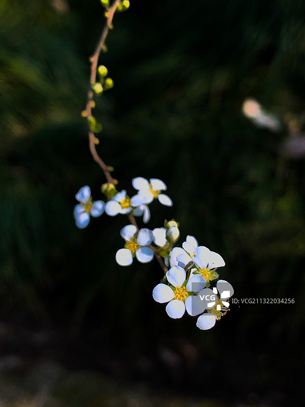 绣线菊图片素材