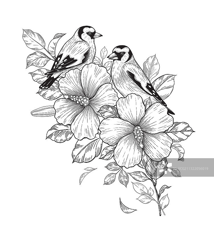 手绘金翅雀栖息在芙蓉枝图片素材