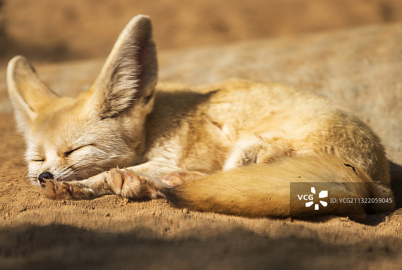 耳廓狐图片素材