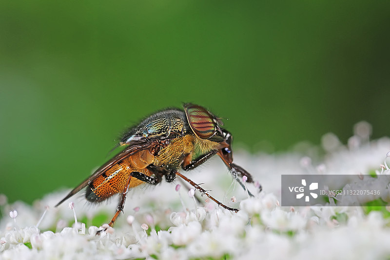 不显口鼻蝇图片素材