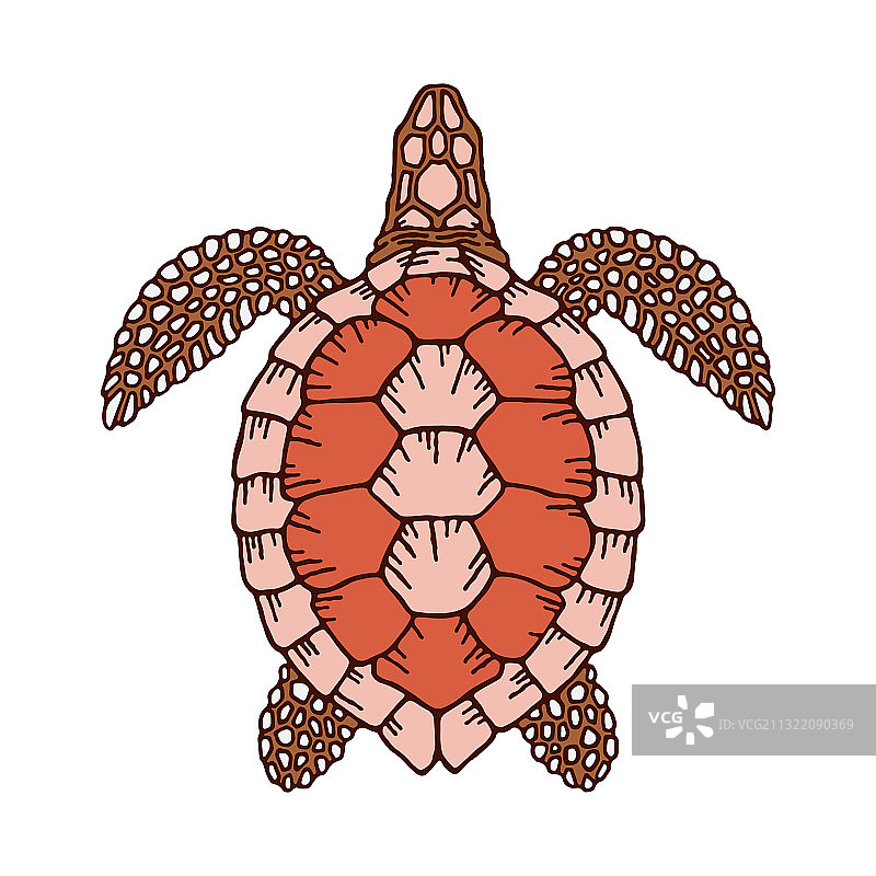 用于着色书的装饰乌龟图案图片素材