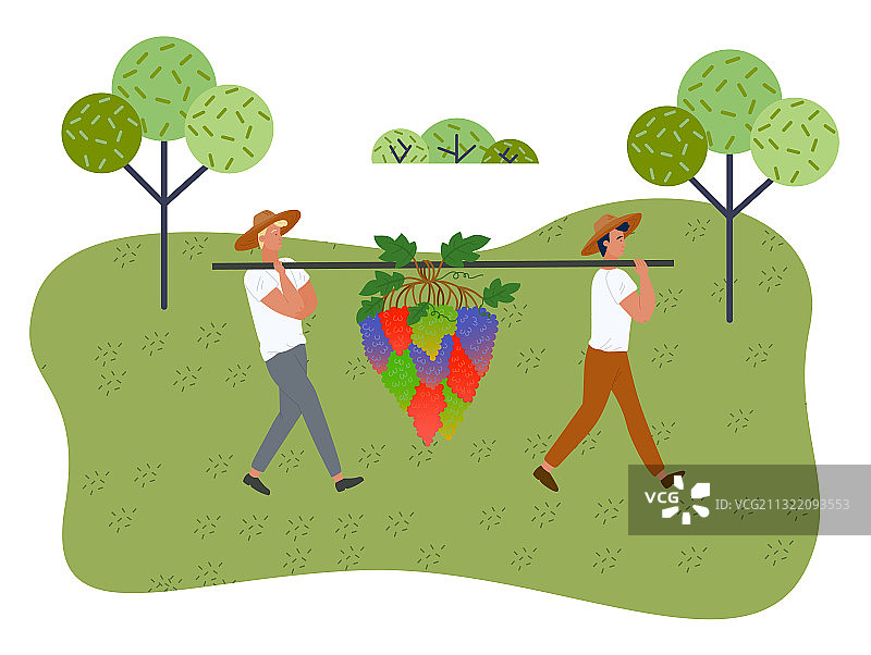 在葡萄园采摘葡萄的男人图片素材