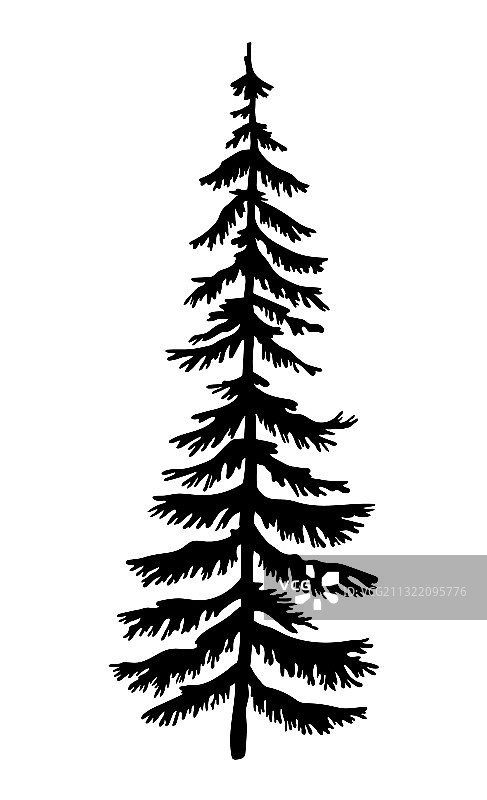 黑色剪影：杉树圣诞树图片素材