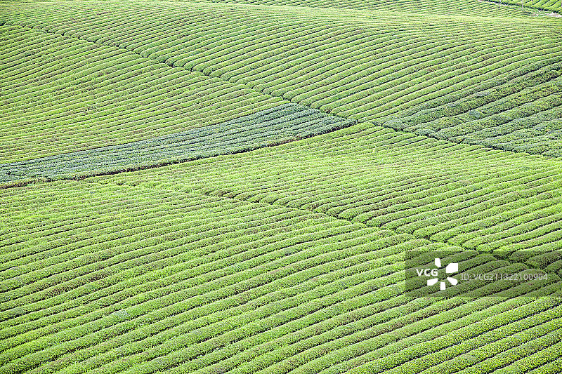 贵州省湄潭县永兴镇的中国西部万亩茶海茶垄线条图片素材