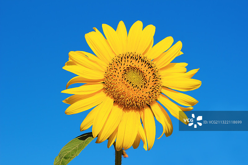 葵花图片素材