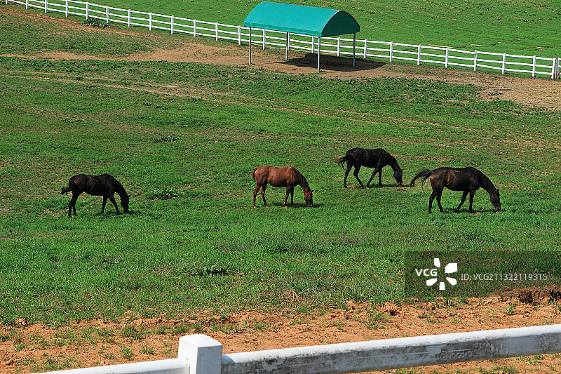马场图片素材