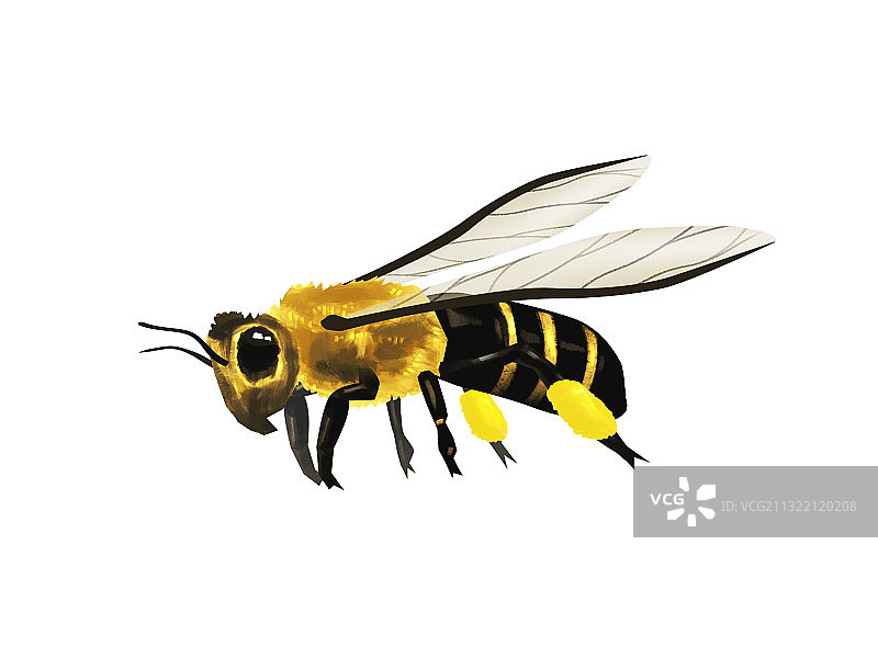 昆虫套图图片素材