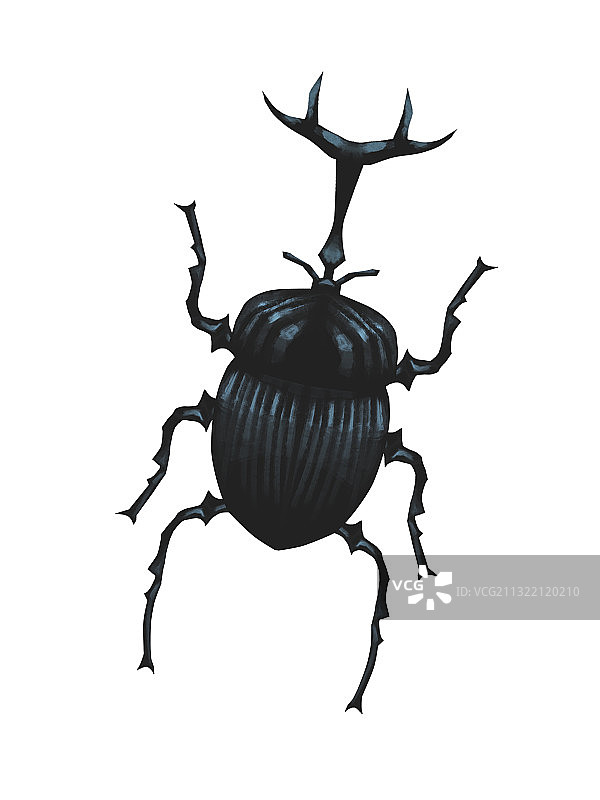 昆虫套图2图片素材