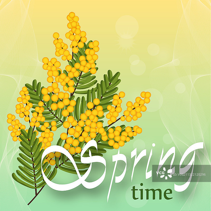 浅色背景上的含羞草春天黄色花朵图片素材