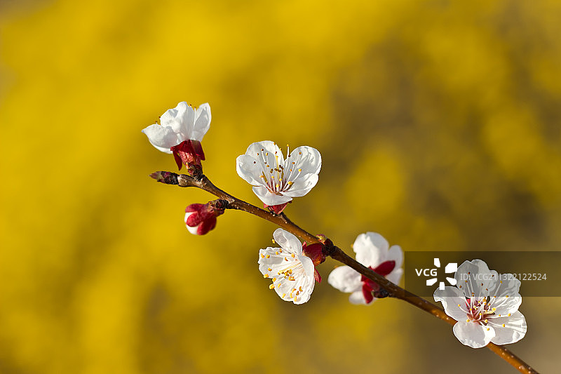 杏花图片素材