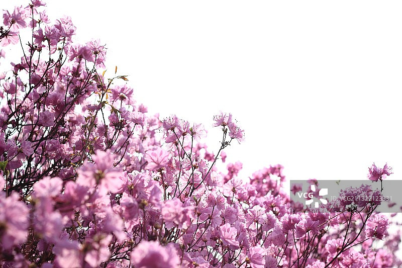 金达莱图片素材