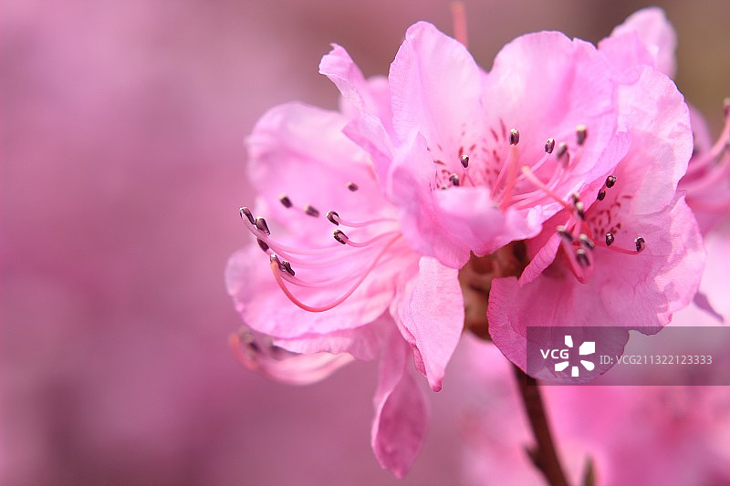 金达莱图片素材