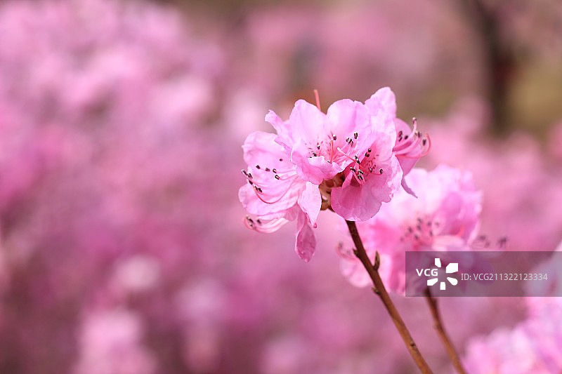 金达莱图片素材