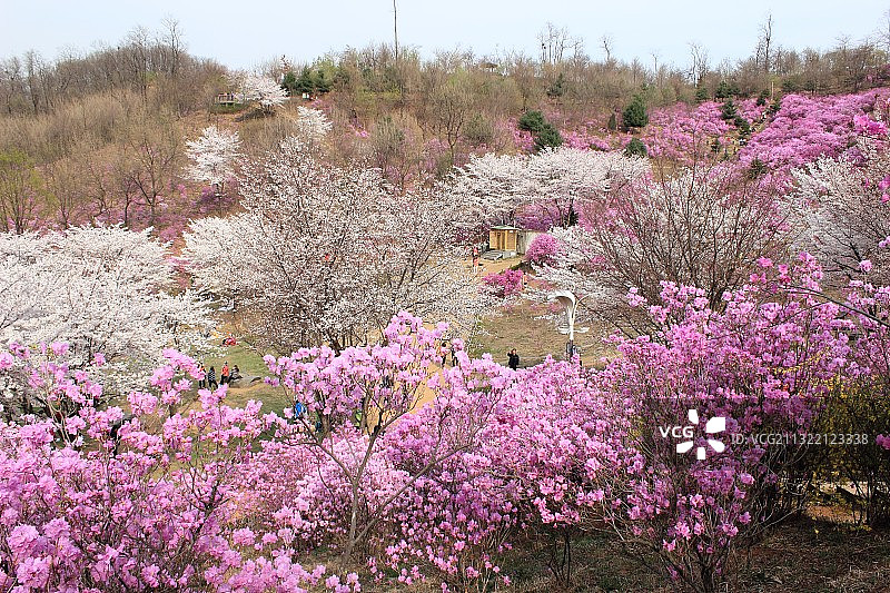 金达莱图片素材