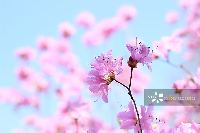 金达莱图片素材